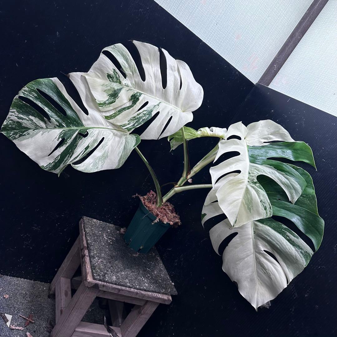 D*l様 斑入りモンステラ ホワイトタイガー極美大株56cm白斑多 - メルカリ