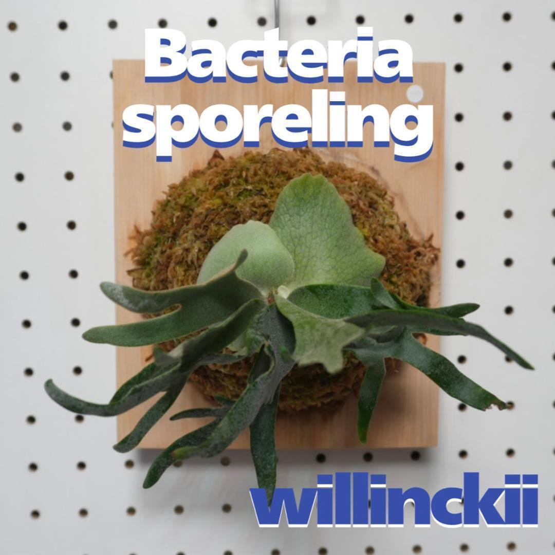 ビカクシダ ウィリンキードワーフ バクテリア 板付株　B-3 楽天市場】『ビカクシダ ウィリンキー バクテリア』コウモリラン