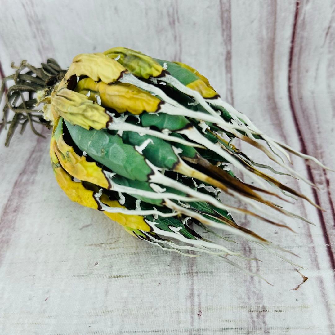 7 アガベ ユタエンシス エボリスピナ ロングスパイン ホワイトスパイン