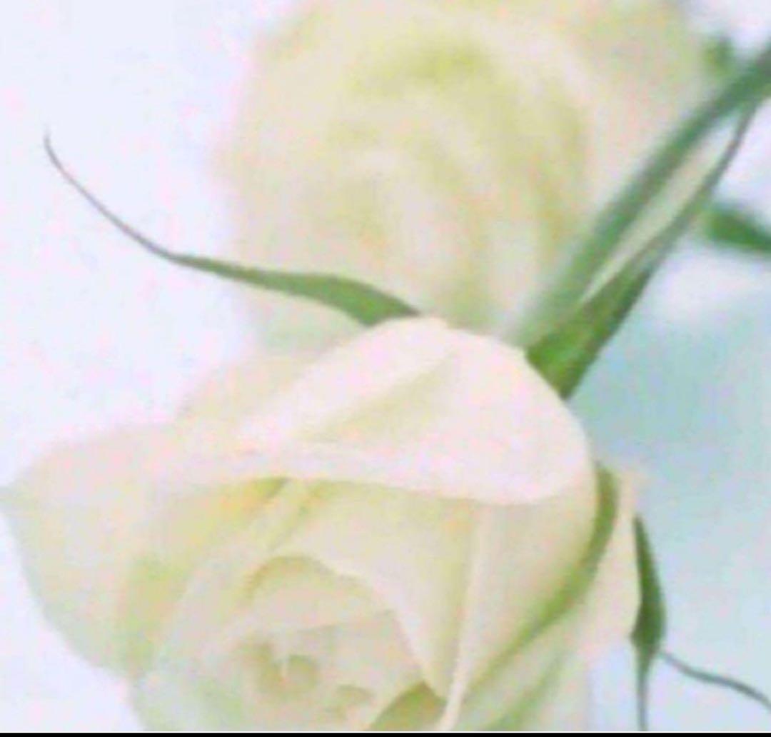 しょーんくん S