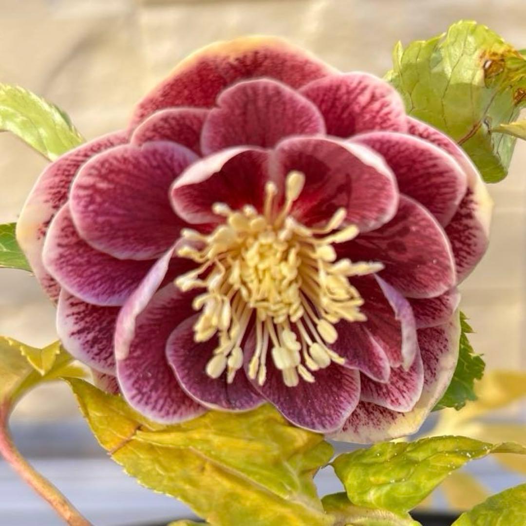 takanen 様ご依頼品②認定ソレイユ　広瀬園芸　クリスマスローズ