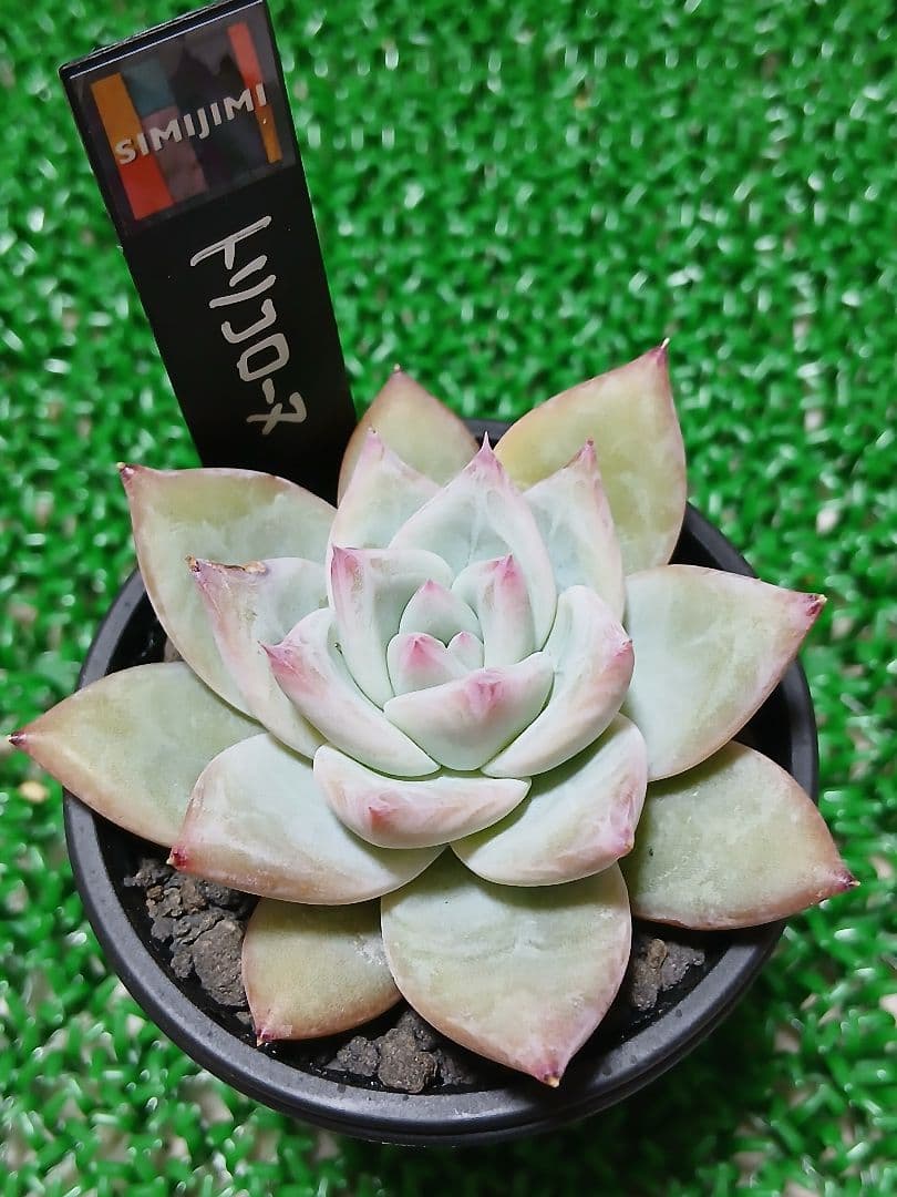 SIMIJIMIさん苗】新作 命名株 トリコローヌ【札付き】希少苗