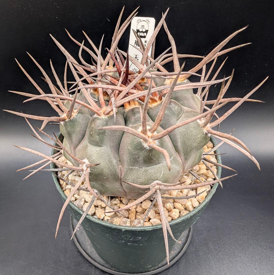 守金魔天竜 実生 鉢植えメルカリ便送料込み