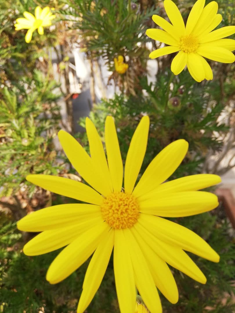 ちょっとしたミミッキュです。