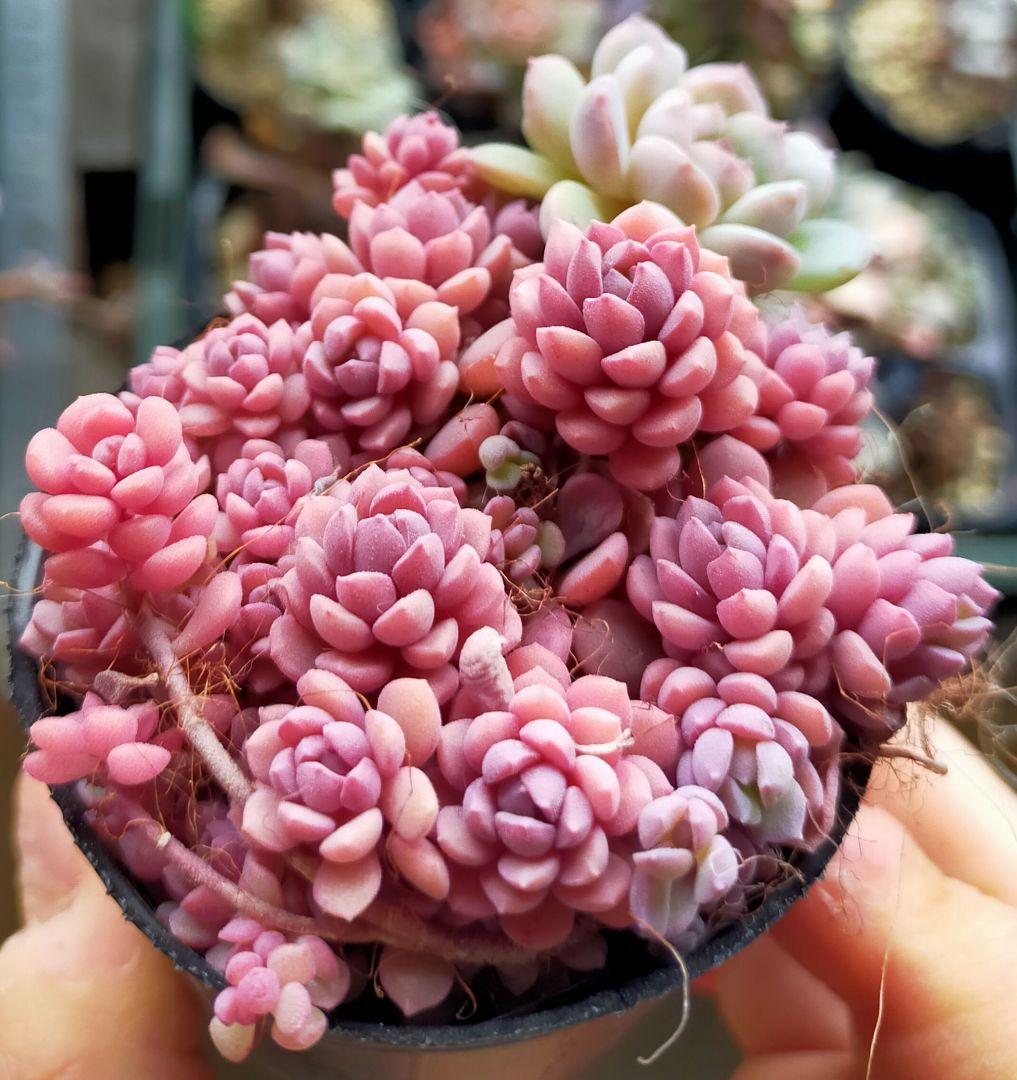 リンダリンダ ぼのぼのさん 土付き発送 多肉 b&b - メルカリ