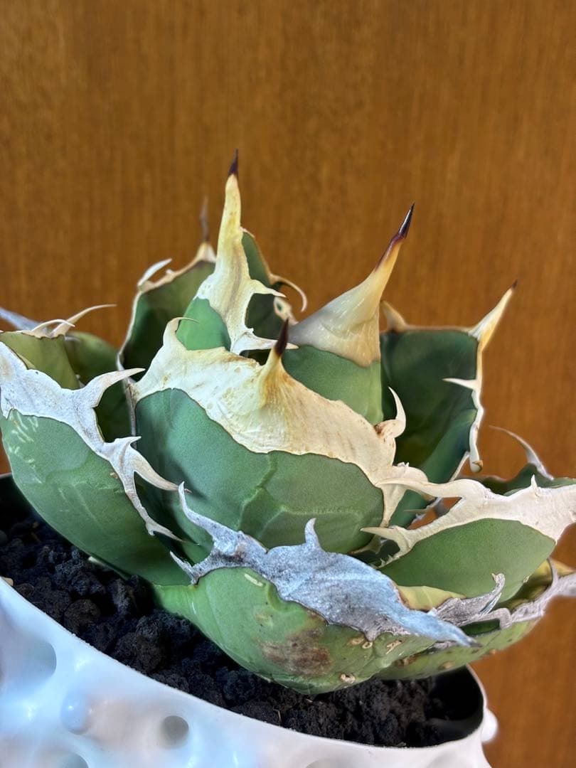 親株出品 アガベ オアハカ オテロイ 現地球 - メルカリ
