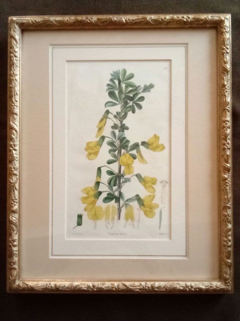 イギリス ボタニカル画の額装品 銅版画に手彩色 1827年