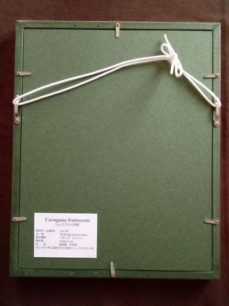 イギリス ボタニカル画の額装品 銅版画に手彩色 1827年 - メルカリ