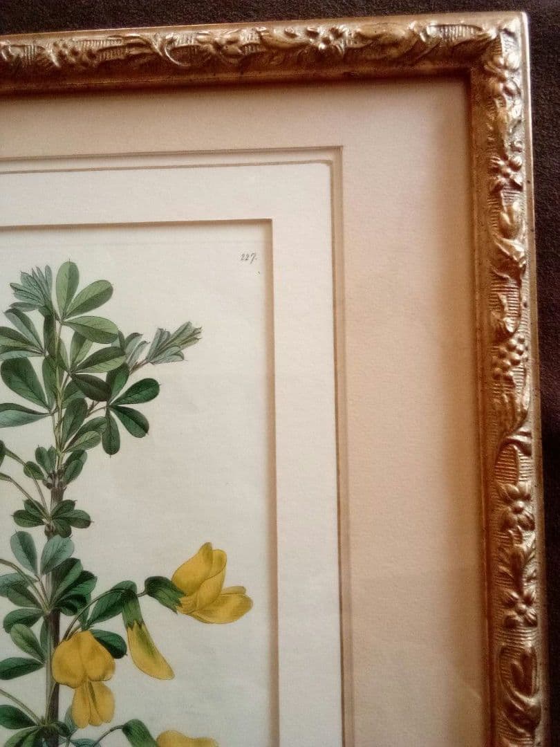 イギリス ボタニカル画の額装品 銅版画に手彩色 1827年 - メルカリ