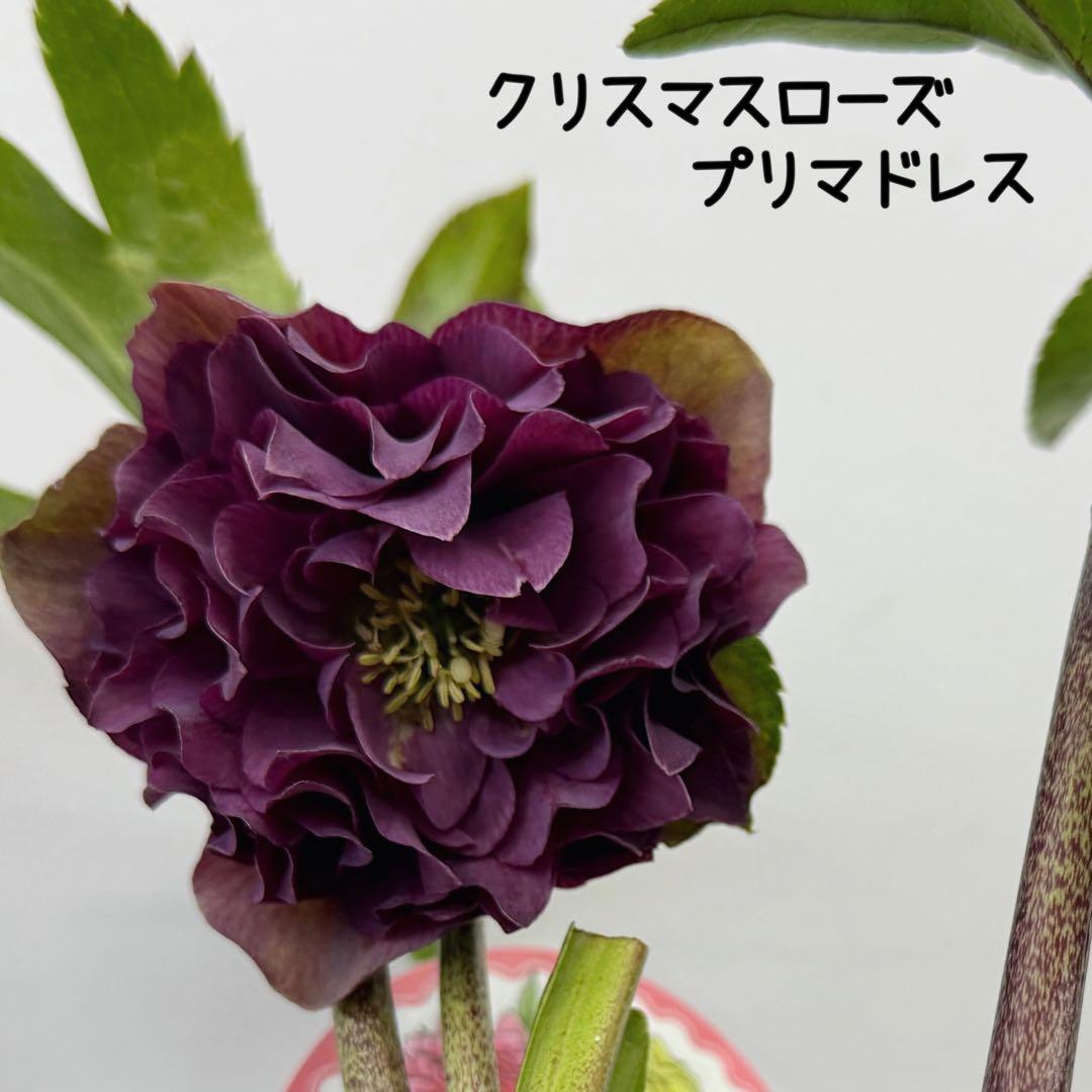 クリスマスローズ　プリマドレス　4号