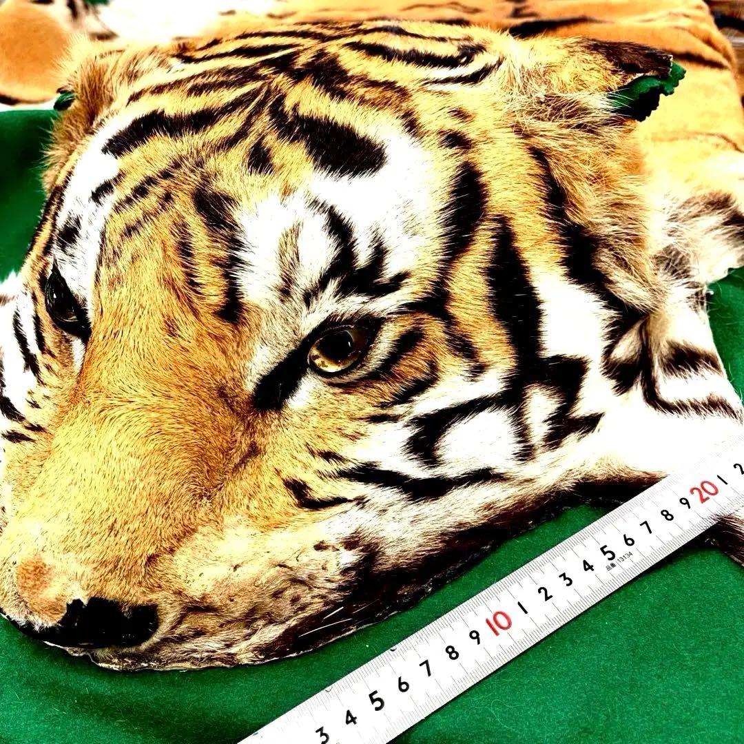 虎ちゃん 剥製 BIG 3メートル／GAKE FUR 日本製❣️ - メルカリ