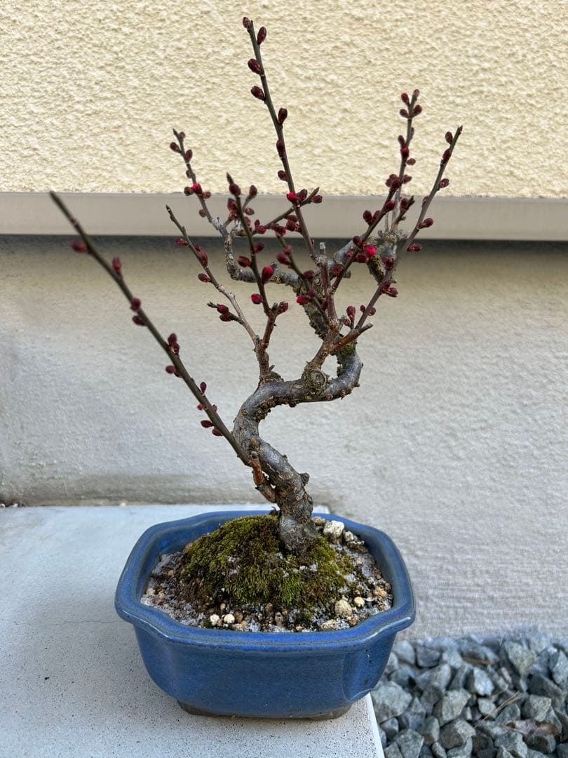 緋梅(ひばい)盆栽