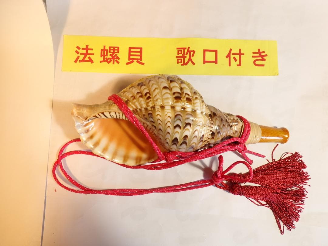 法螺貝 約28㎝ 木製歌口,赤紐付　新品　 MH-444