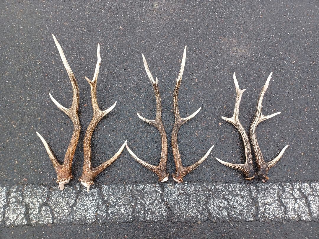 エゾ鹿の角 6対 北海道産エゾ鹿の角 小型～中型犬用 1本 | 犬用 用品,北海道産エゾ鹿の