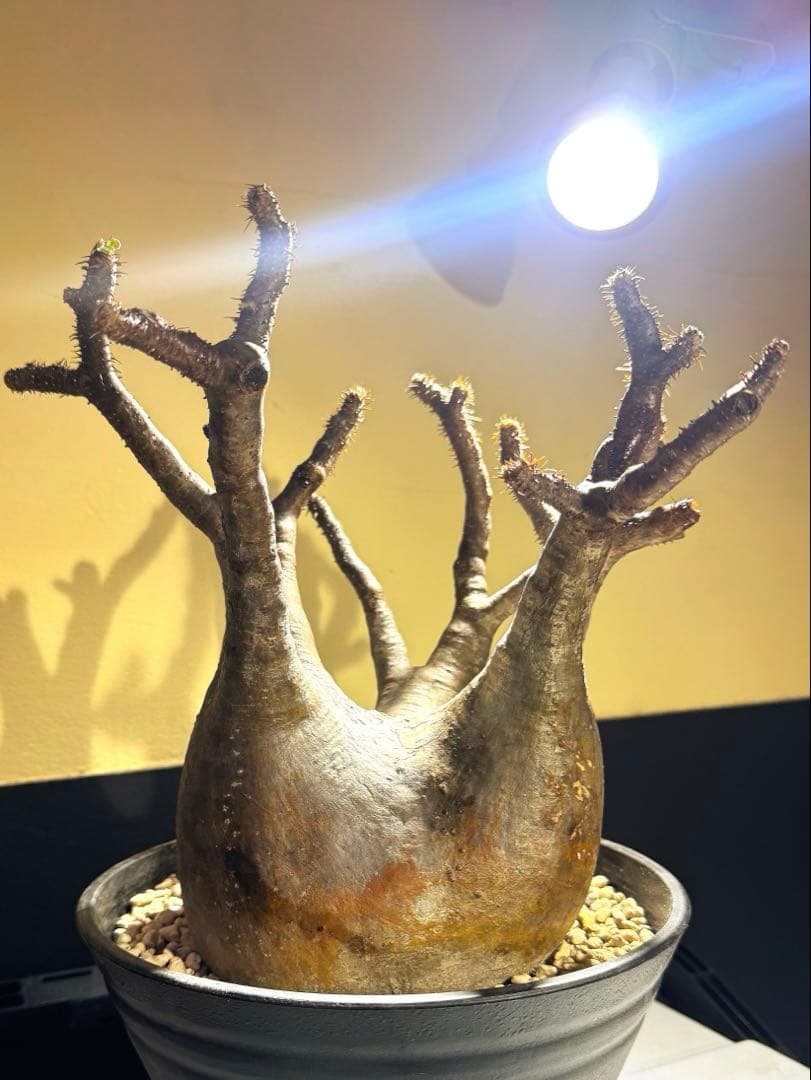 中型塊根植物　グラキリス　只今、 水耕管理中 多枝株 gracilius-02-2404.jpg