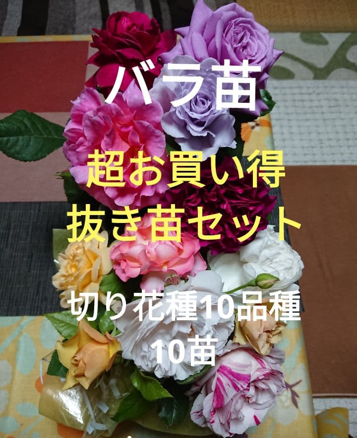 バラ苗(入手困難切り花種) 超お買い得 抜き苗10品種10苗セット