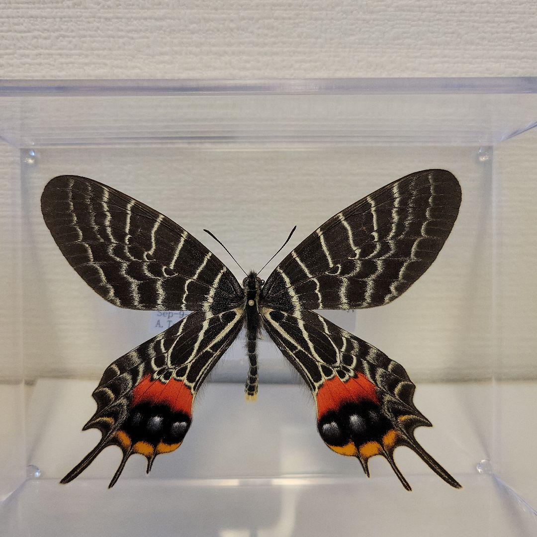 蝶の標本 幻のチョウの世界(特珍) - メルカリ