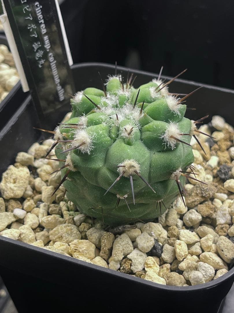 EMP コピアポア コルムナアルバ 孤竜丸 実生 / CT618 - メルカリ