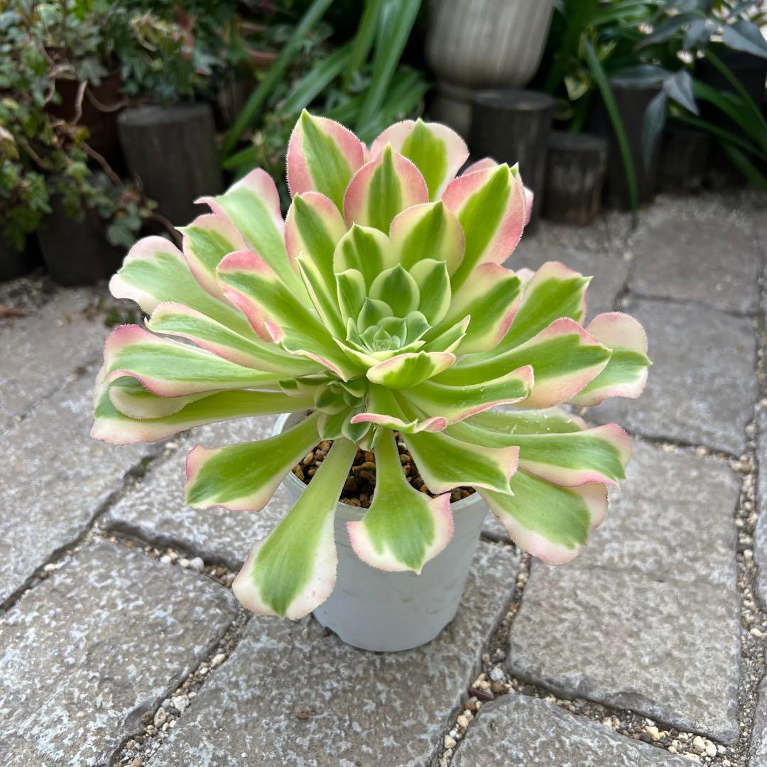 多肉植物 アエオニウム 白鳳錦 抜き苗 ◎メルカリ便◎ - メルカリ