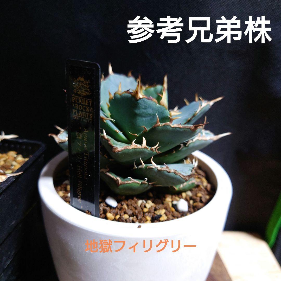 子株① 獄フィリ 地獄フィリグリー アガベ フィリグリー お試し価格