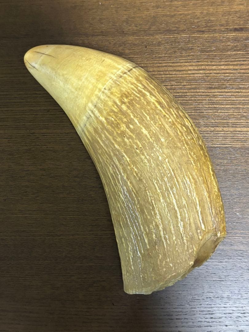 マッコウクジラ 鯨牙 鯨歯 天然素材 印材