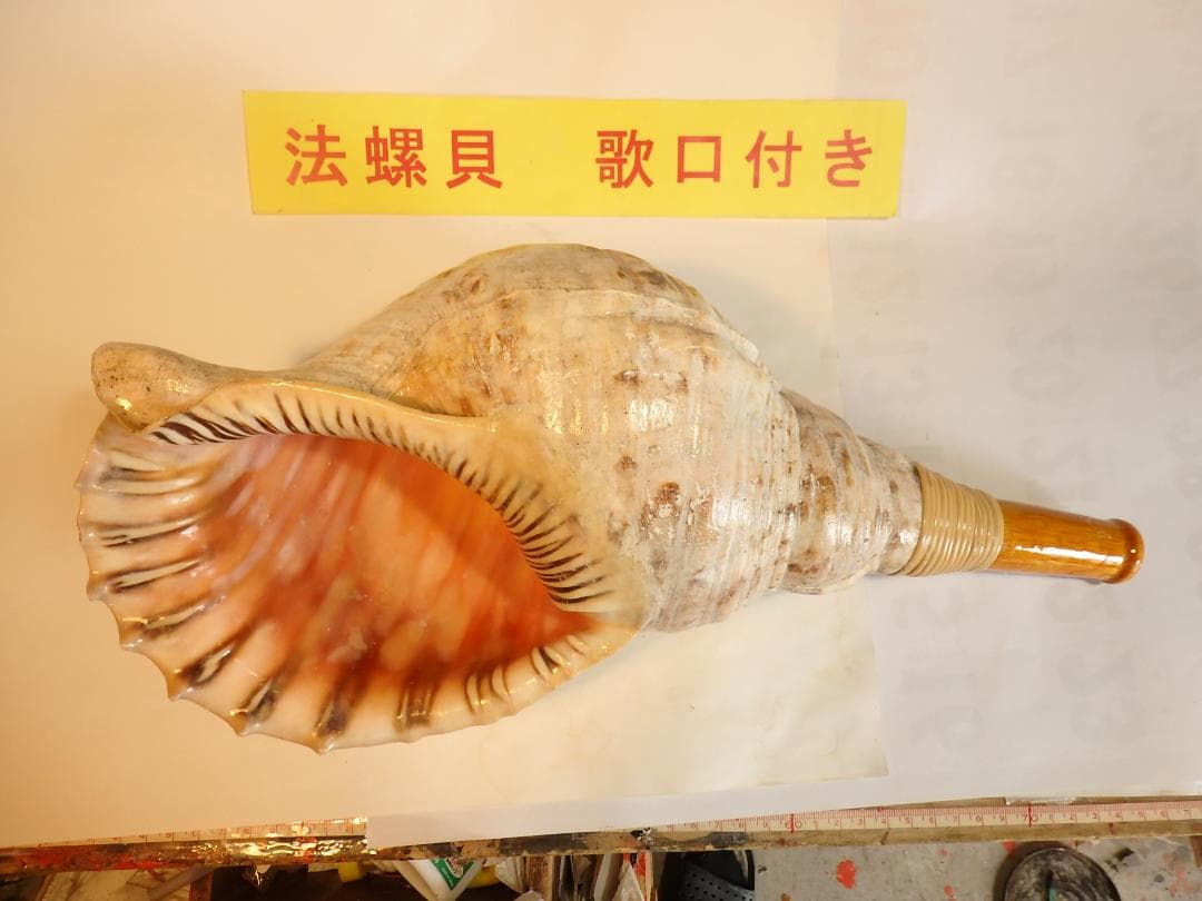 法螺貝 約40㎝ 木製歌口,新品 MH-466