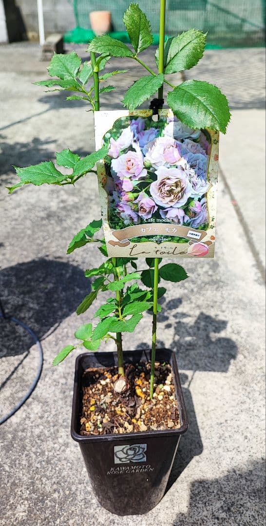 河本バラ園☆カフェモカ☆ラトワールシリーズ☆正規苗☆2025作出