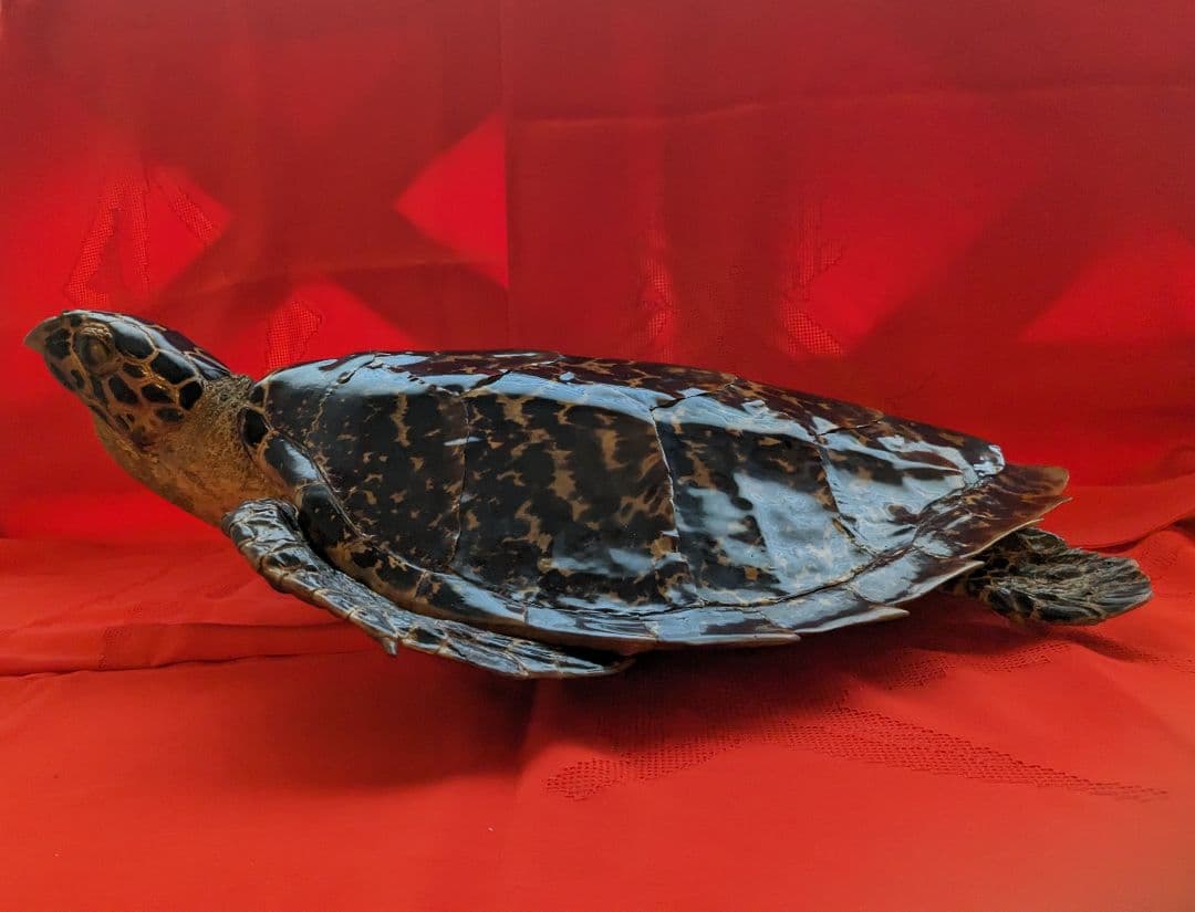 亀剥製（タイマイ) 置物 登録証付き【価格交渉承ります】 - メルカリ