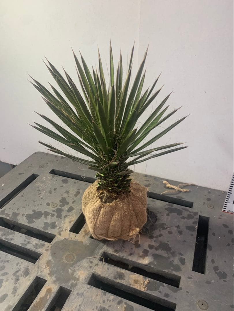 ユッカ　　フィリフェラ