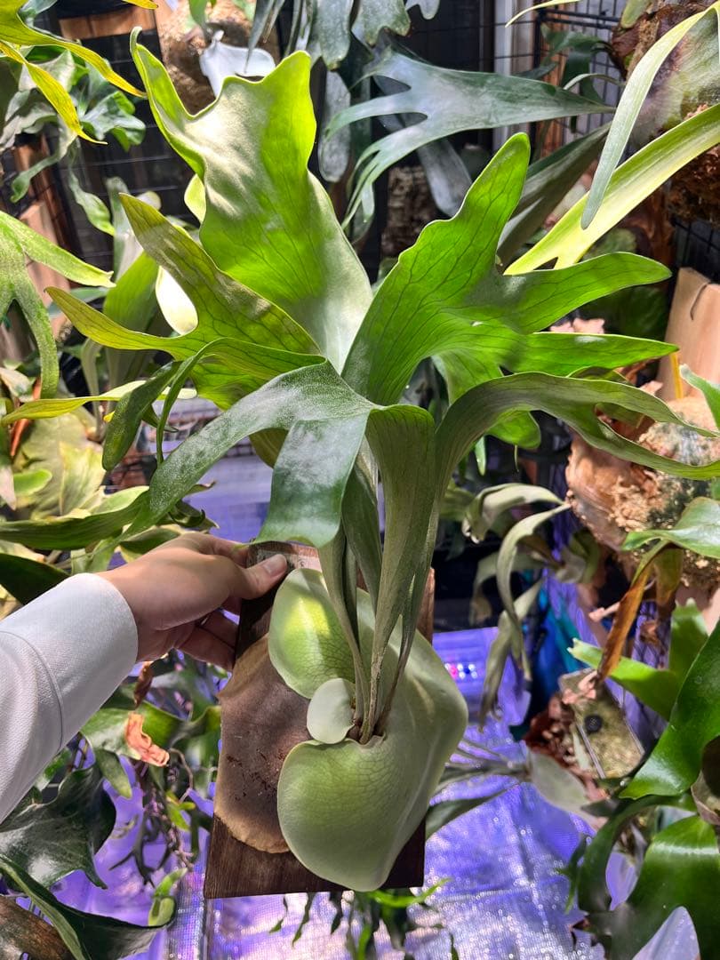 ビカクシダ　ヒリー　ナンプー　hillii nampu OC 板付　大株