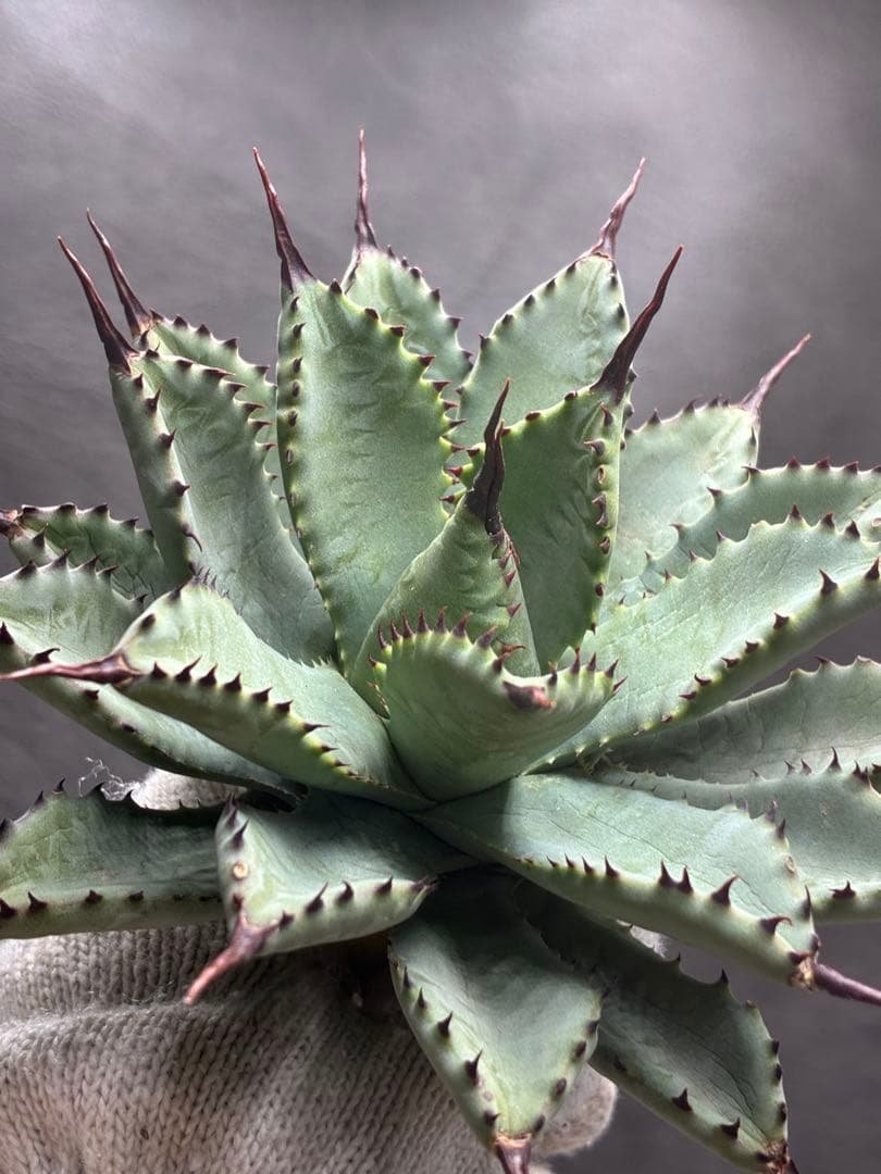 アガベ 「八荒雷神」コレクション株 極上強棘 - メルカリ