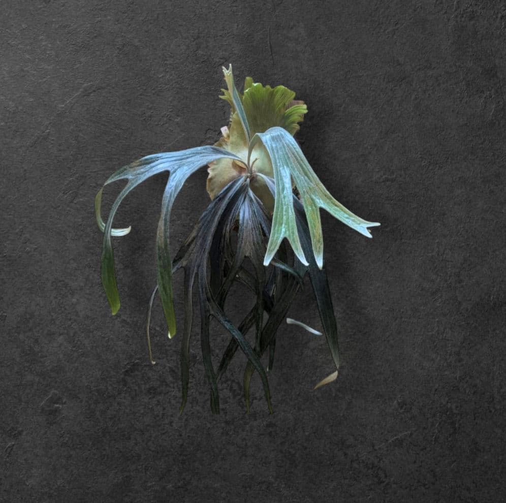 【1株限定出品】P.Mt.Lewis oc/ビカクシダ P. 'Mt.Lewis' (Pedro) ビカクシダ マウントルイス(ペドロ) | vandaka