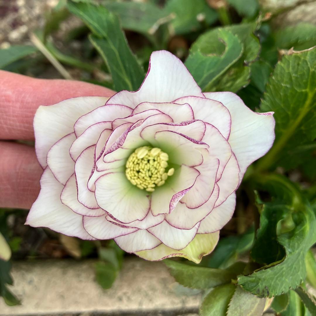 クリスマスローズ ピコティーピンク写真の物株分け苗 - メルカリ