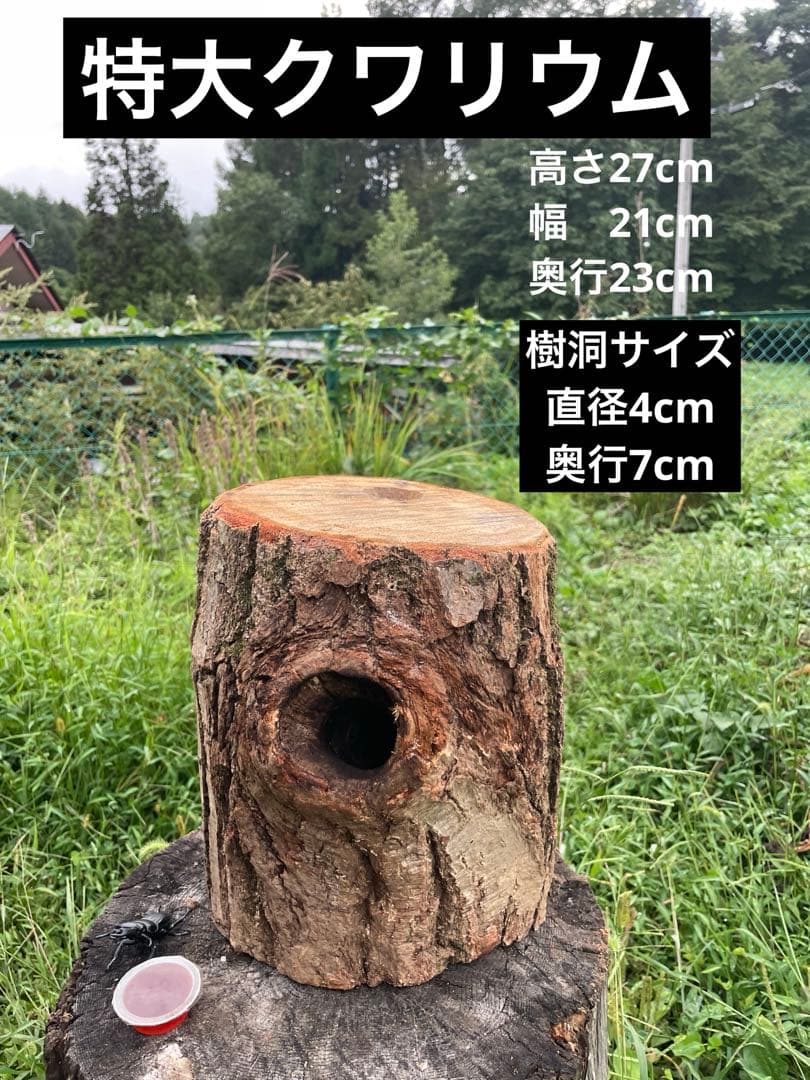 クワリウム 特大サイズ シェルター 登り木 エサ台