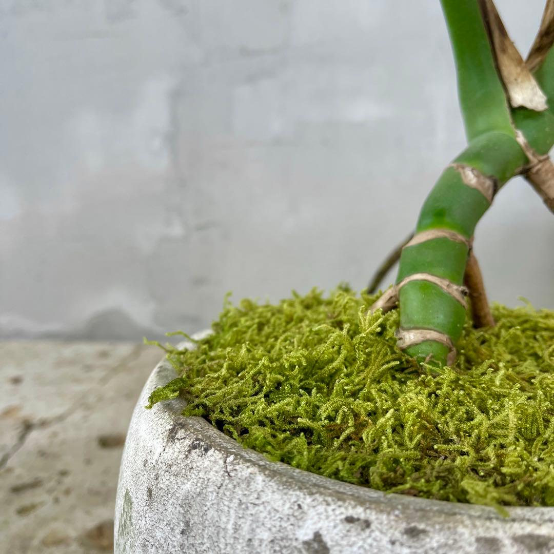 根上がり モンステラ 天然苔盆栽仕立て 陶器鉢 植え込み発送 - メルカリ