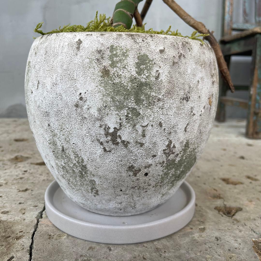 根上がり モンステラ 天然苔盆栽仕立て 陶器鉢 植え込み発送 - メルカリ