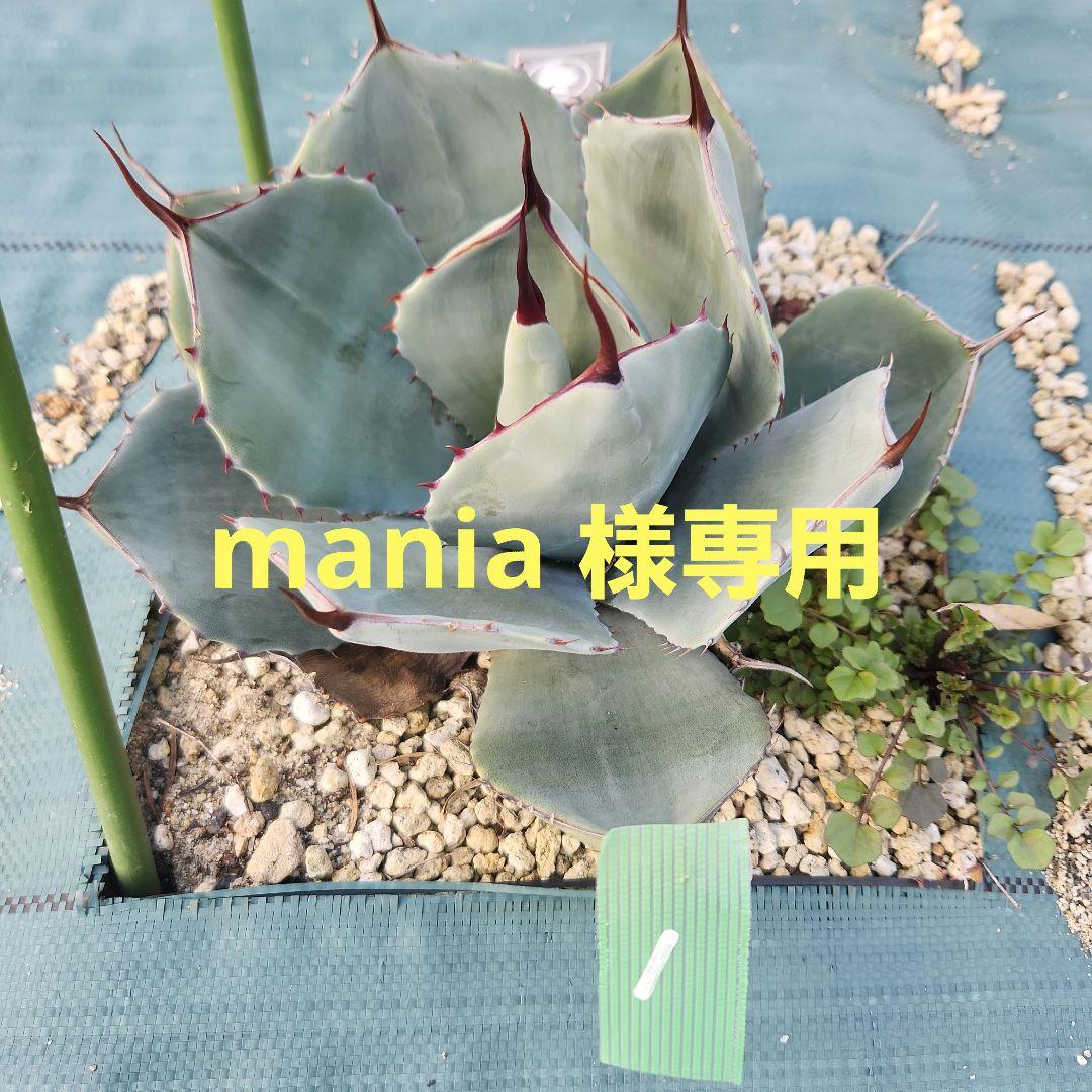 パリートランカータ　5株