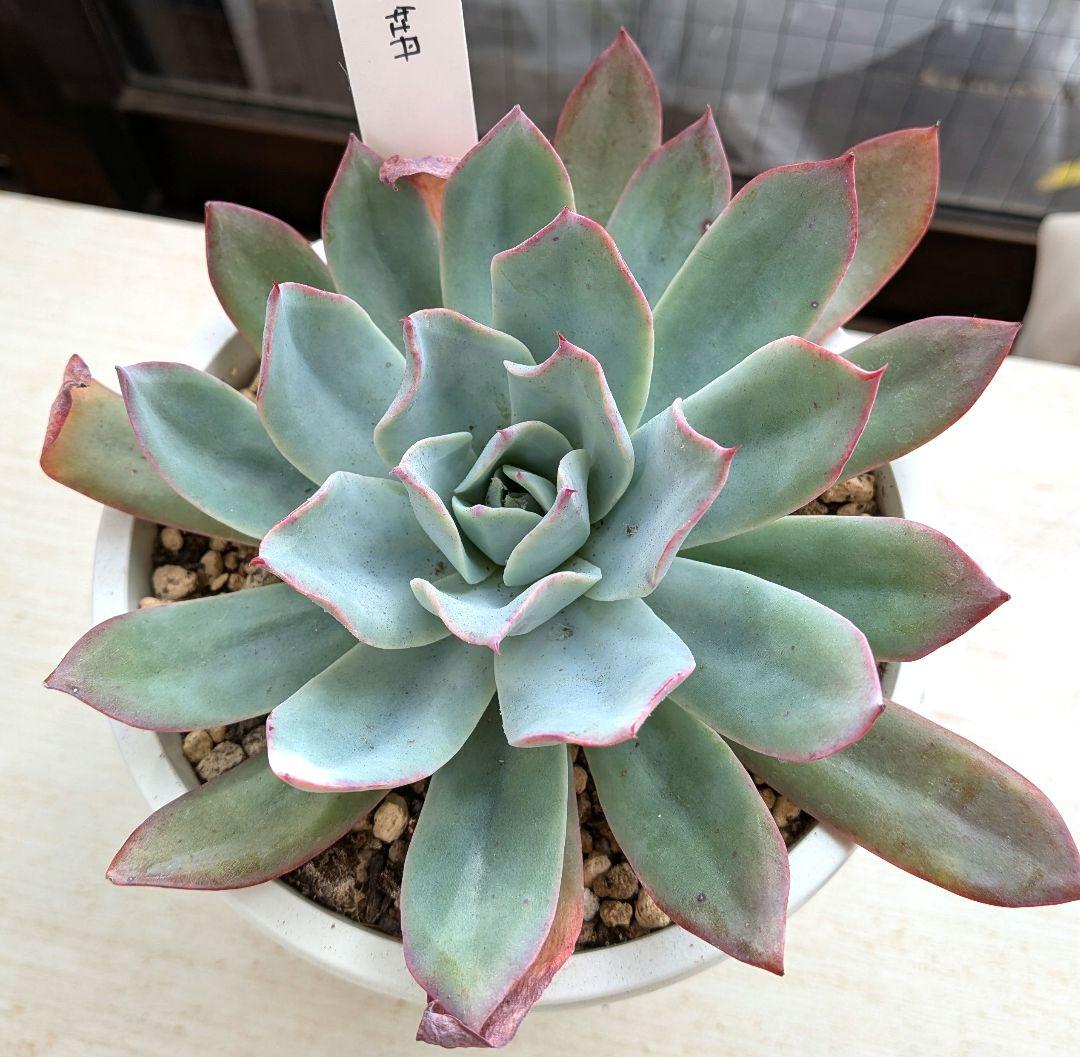 【札付き】青典牡丹　オーズプランツさん