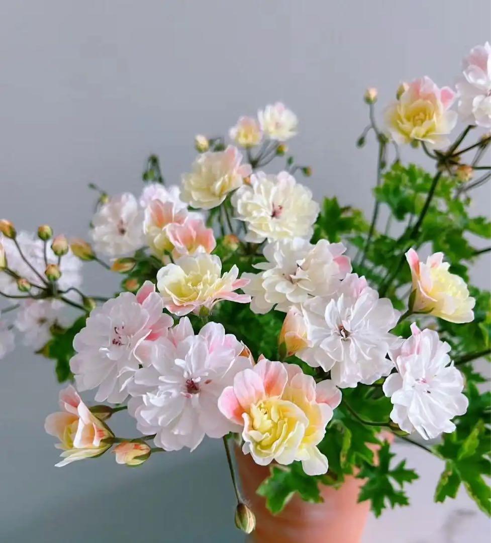 珍しいゼラニウム大苗