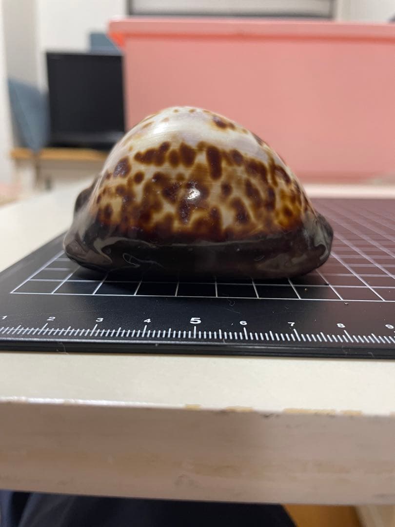 ビードロダカラ　貝殻　標本 クロハラダカラ : 貝殻ストア - 通販 - Yahoo!ショッピング