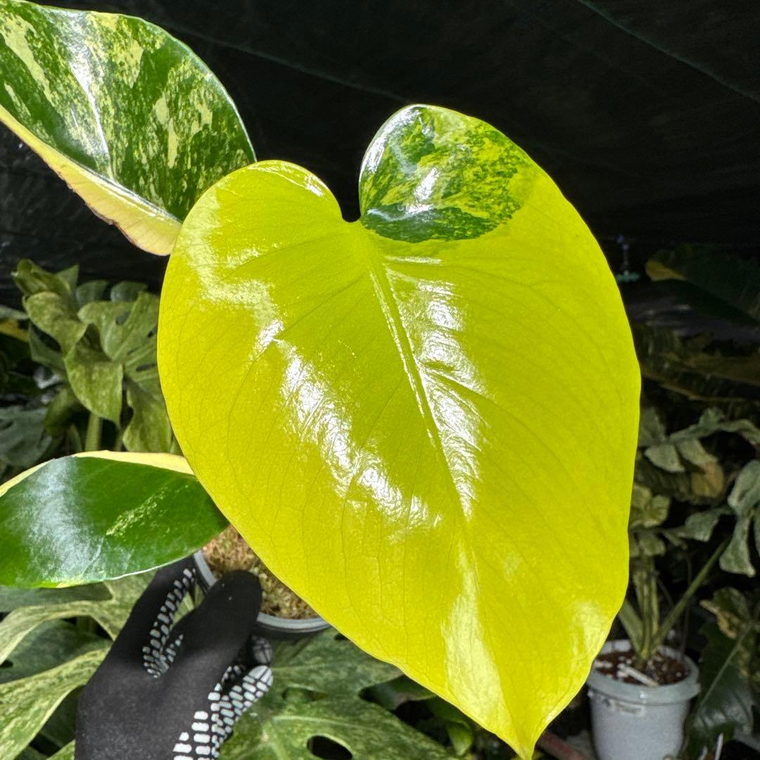 2モンステラ デリシオーサ イエローマリリン 黄斑入り - メルカリ