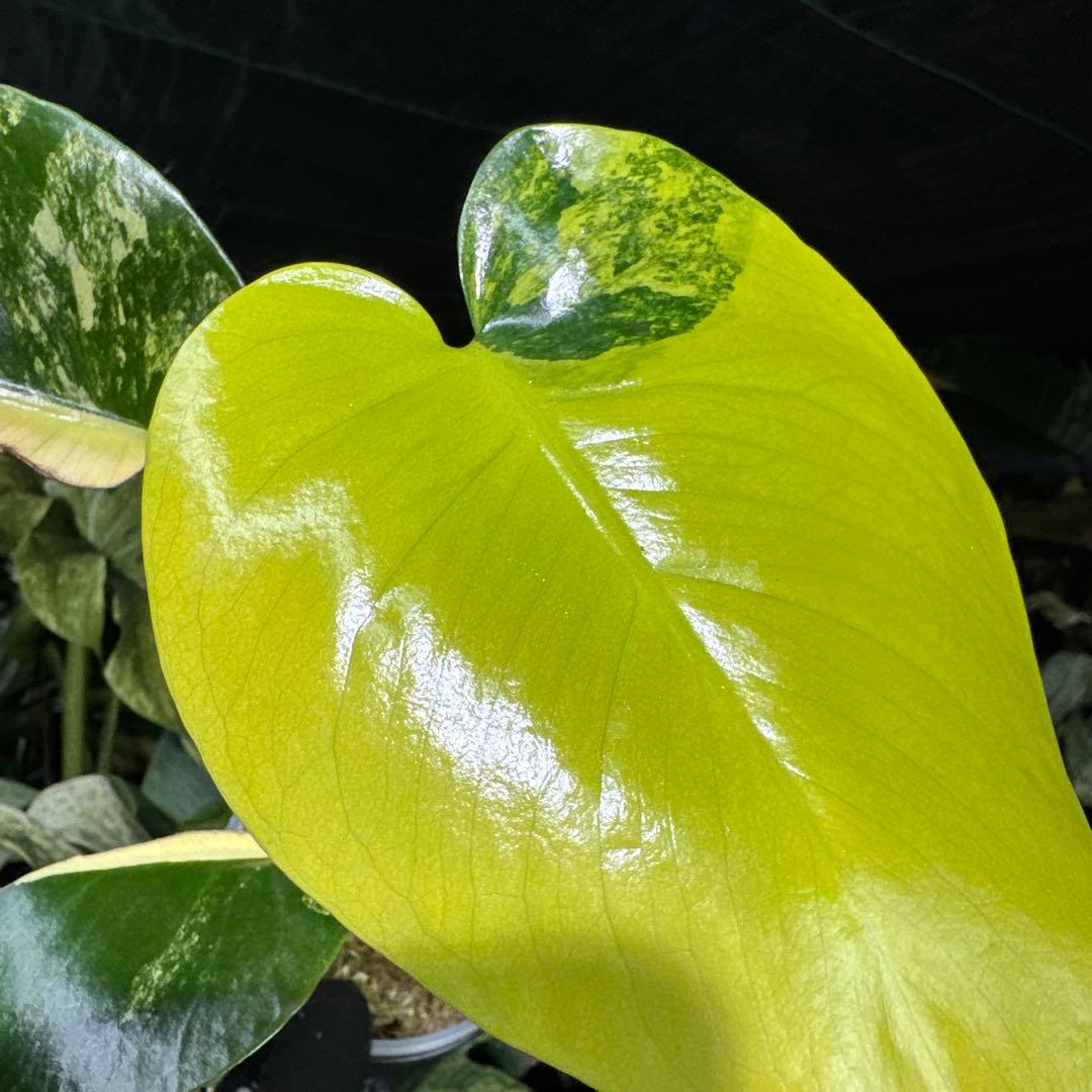 2モンステラ デリシオーサ イエローマリリン 黄斑入り - メルカリ