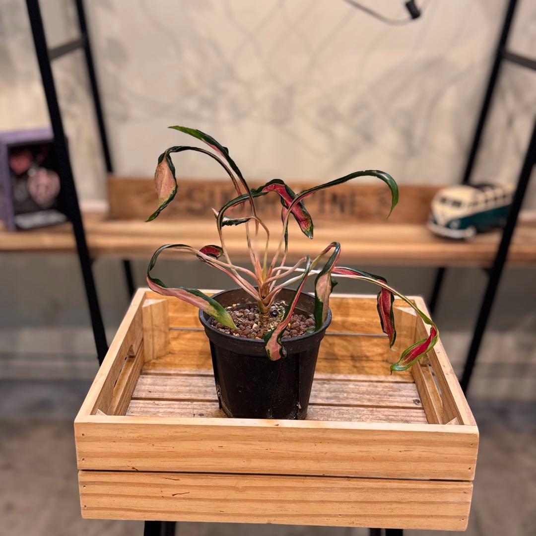 ほ*し様 8 アグラオネマ　ニューハイブリッド　‘メデューサ’ 激レア　希少