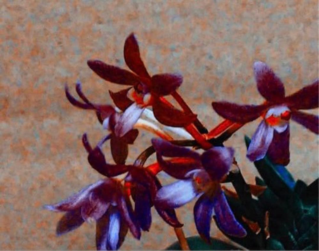 【サブレさん注文品】富貴蘭「百花繚乱」+「紫金剛」