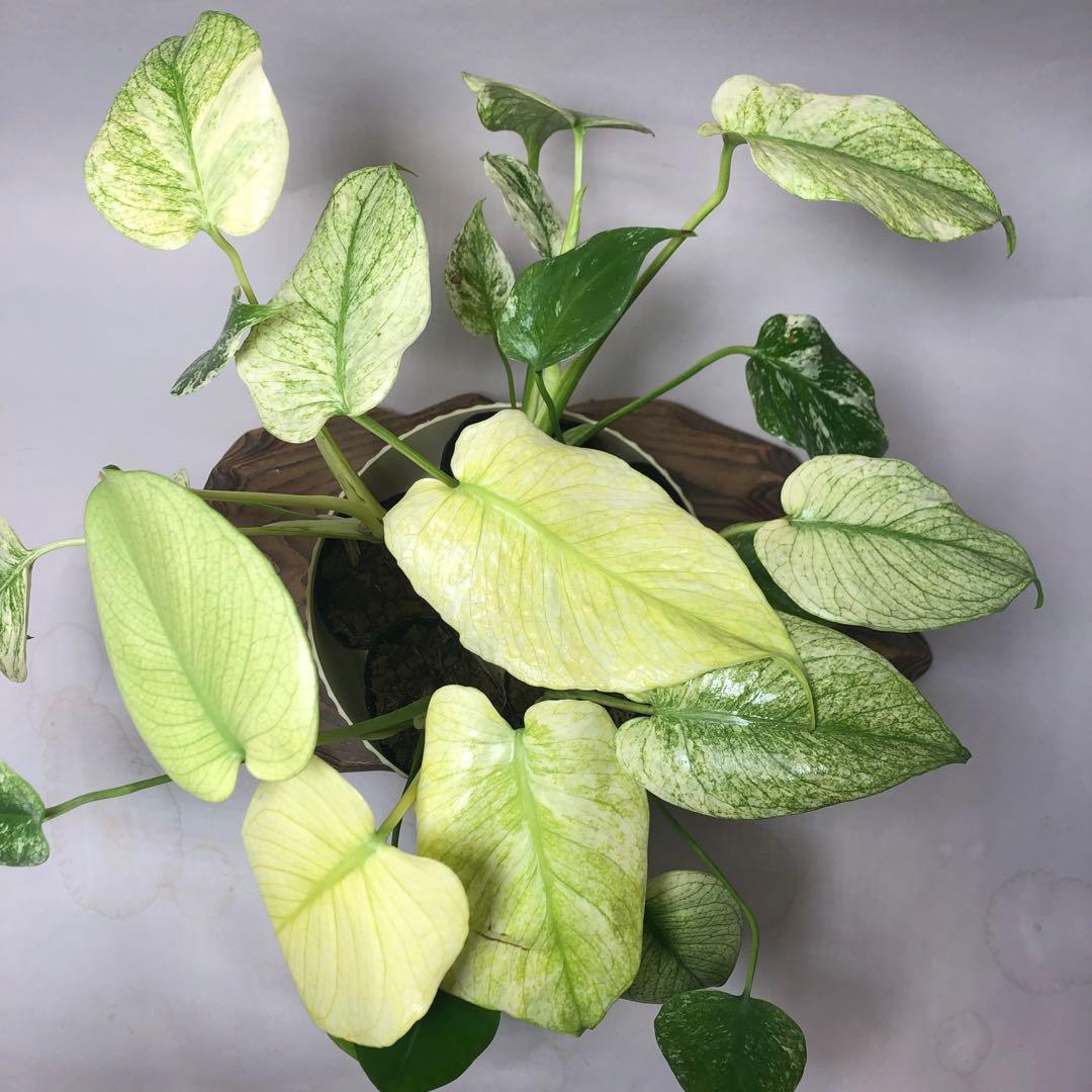 MS62 5株セット【特別選抜】ホワイトモンスター／天津蘭 モンステラ