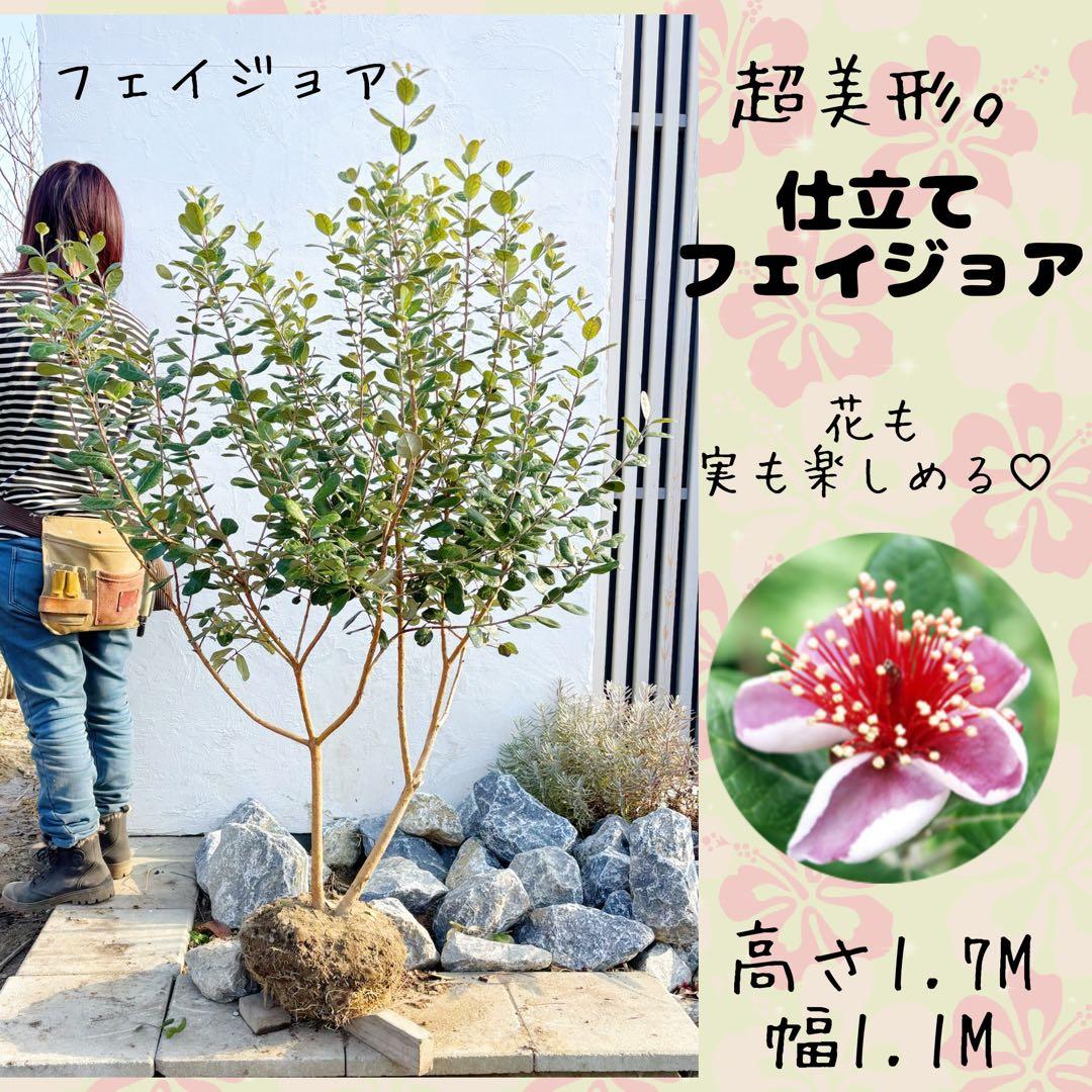 超美形。仕立てフェイジョア1.7M(鉢底から)品番C