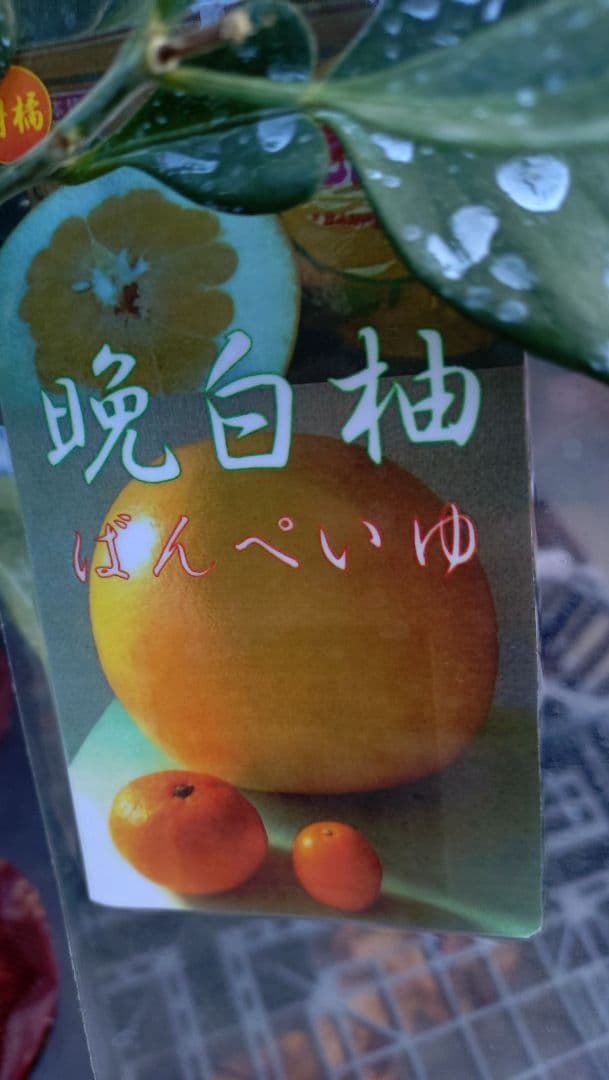 あおいページB「晩白柚＋原口早生」セット