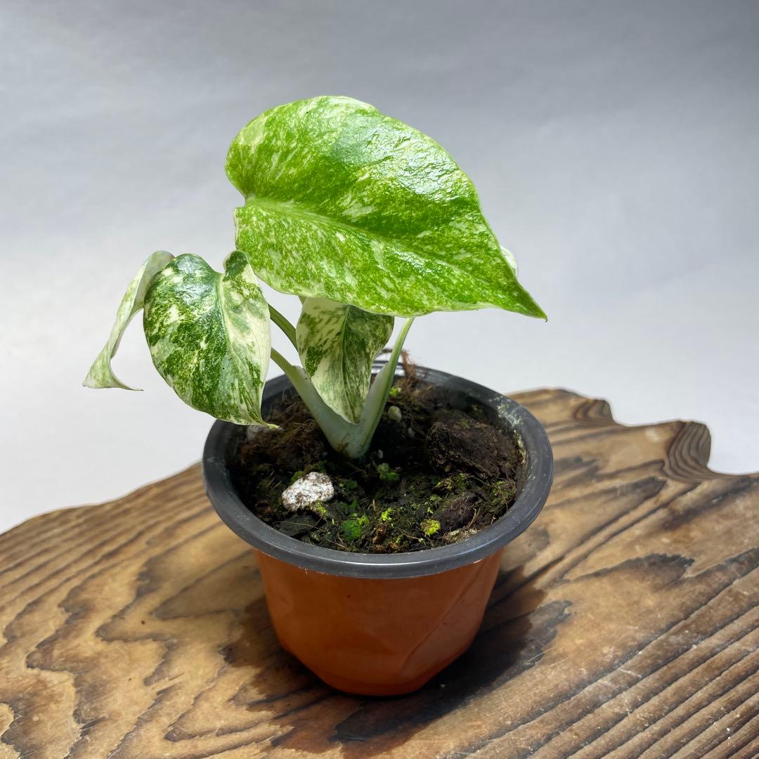 q24モンステラ デリシオーサ レガシー 斑入り - メルカリ