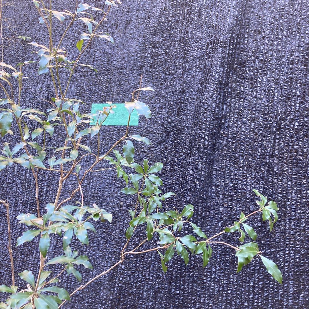 山採り アセビ 馬酔木 約180センチ - メルカリ