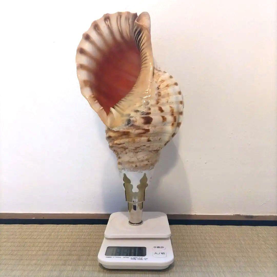 法螺貝② 法螺貝 約565g 38cm - Kaiショップ